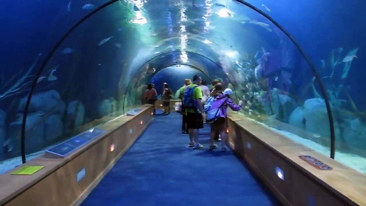 Oceanografic Valencia Oceanarium Aquarium Marine Park Acquario