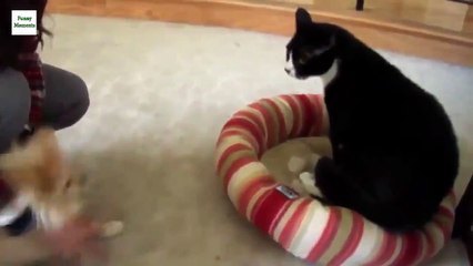 Startled Cats Compilation - Dailymotion Video