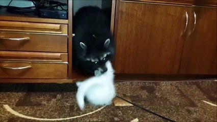 Raccoons and Cats are Cute! Funny Video Compilation 2015