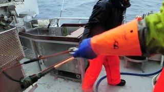 Skrei fishing in Norway!