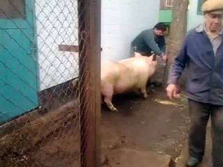 Как зарезать свинью.Мастер-класс от Ромы Кардаша