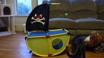 Captain Ivan on his kitty pirate ship