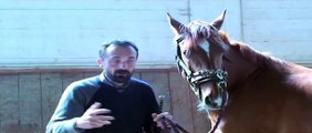 Equitazione Classica Francesco Vedani - Insegnare il passo spagnolo I parte