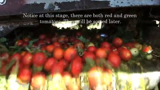 How Tomatoes are Harvested