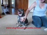 Tiny, Blue Heeler cross dog has been adopted!