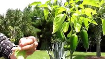 How to grow Hot Peppers. Tips on growing Hot Peppers.  Growing Chiles 101 for newer gardeners