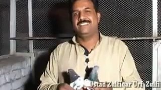 Pakistani KABOOTAR ustad ZULFI Lahore Pakistan