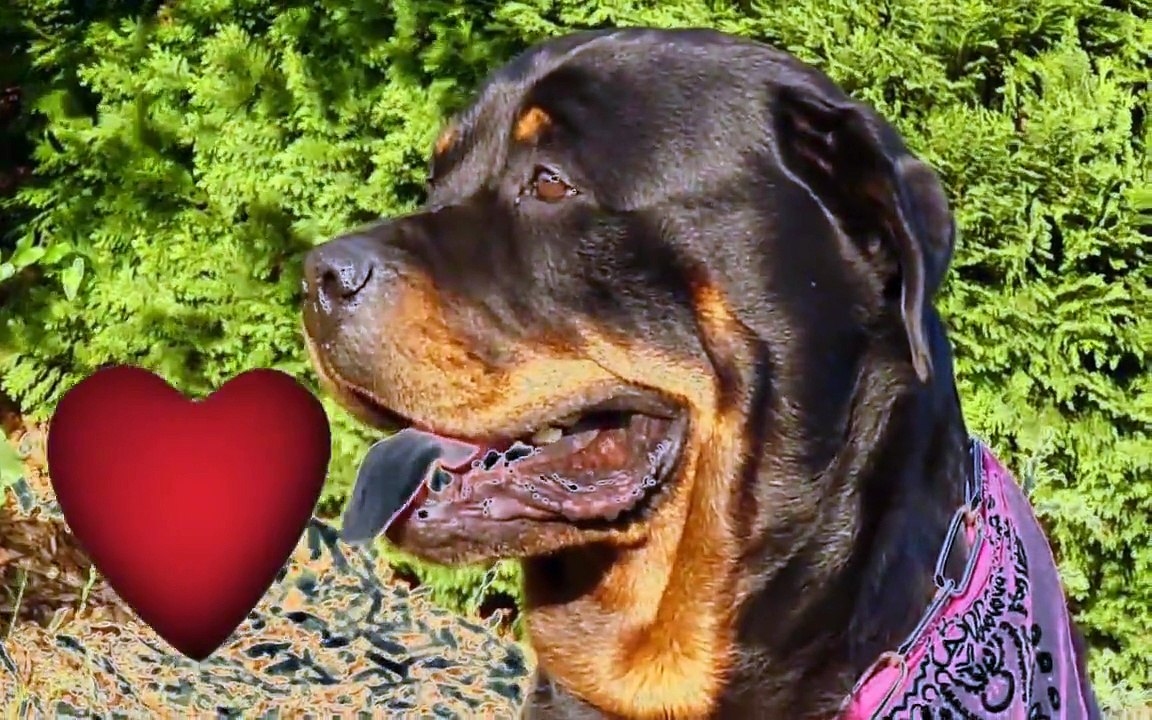 Rottweiler Abélix ( visite de sa maison INTERACTIF ouverte sur le monde )