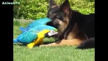 Unbelievable Unlikely Animal Friendships Compilation HD VIDEO