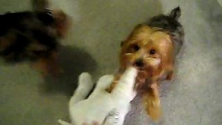 Mean dogs - yorkies attack