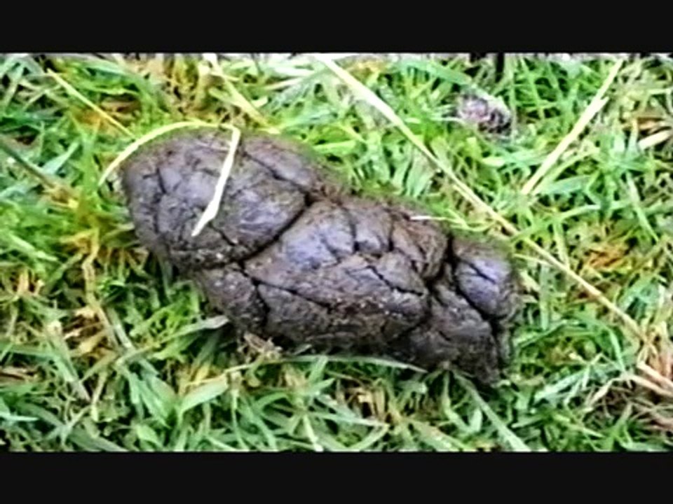 Attention Scum! - E1 Part 1/3