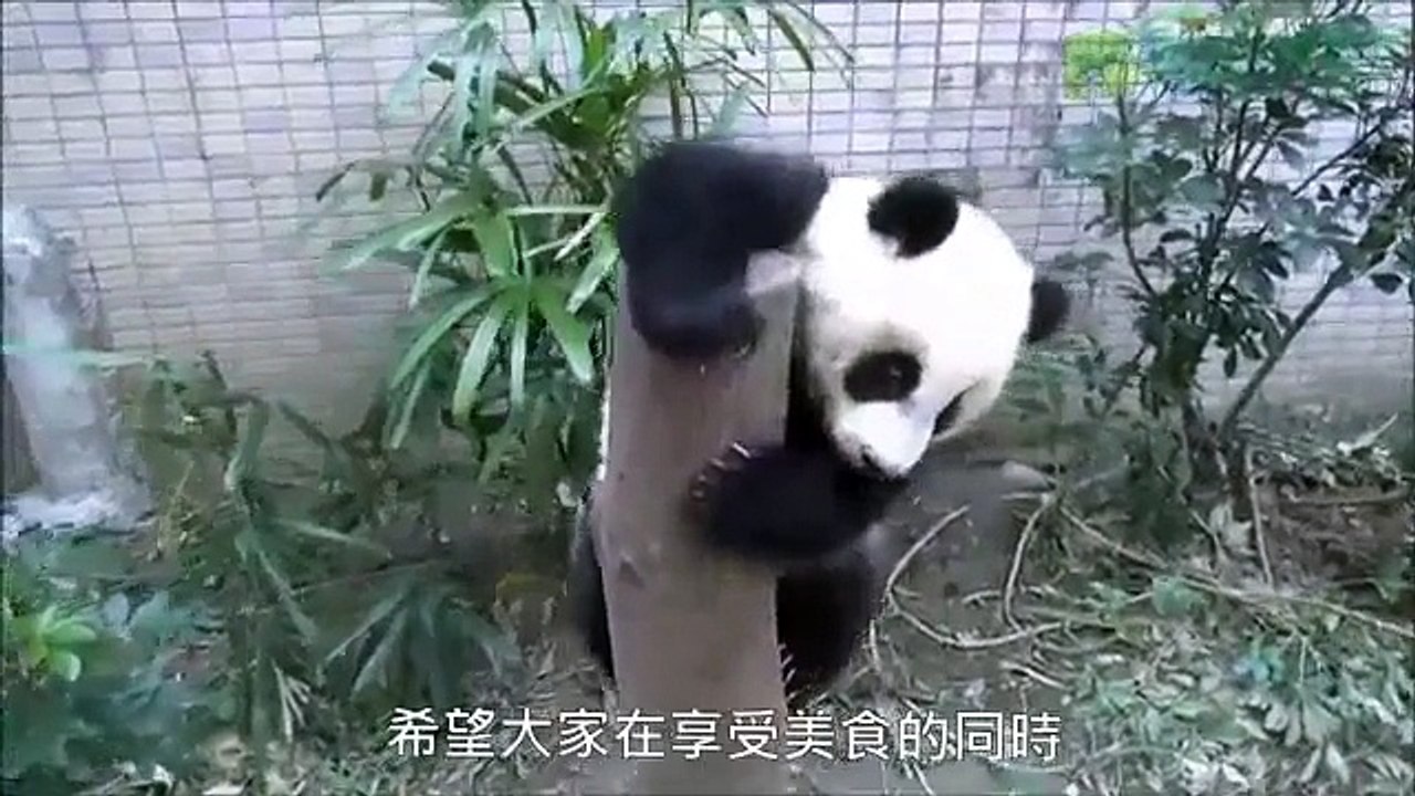 圓仔新年禮物　麻布袋、竹葉和浮球