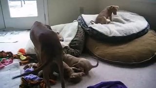 Pharaoh Hound puppies and their mother!