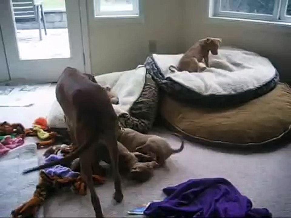 Pharaoh Hound puppies and their mother!