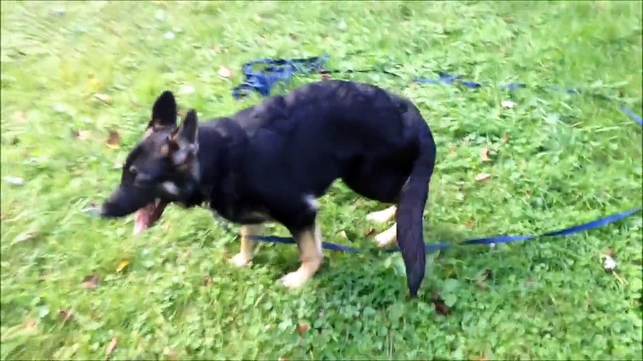 Hip Dysplasia or Panosteitis ??