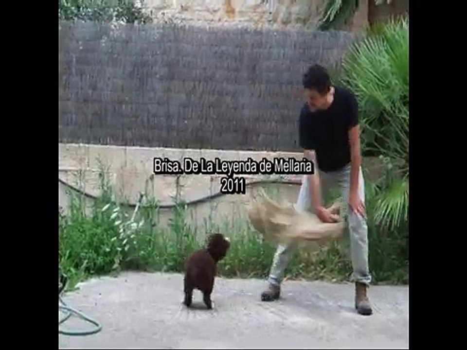 TRABAJO DE PRESA CON CACHORROS DE PERRO DE AGUA ESPAÑOL