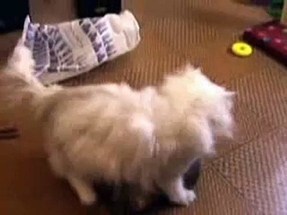 Sable vs Cat