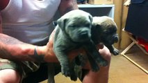levroc male puppies American Bullies sold