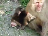 波勝崎苑の猿（よちよち歩き）Japanese Macaque Monkeys