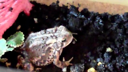 Cute toad gets spoon fed!