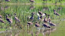 Eurasian Curlew - Grosser Brachvogel - Numenius arquata - 120 birds