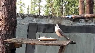 Grey Jays at Fort McKay trapper's cabin (northern Alberta, Canada)