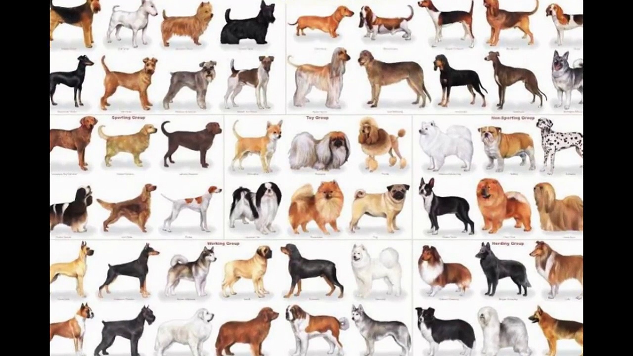Dog Types | Types Of Dog