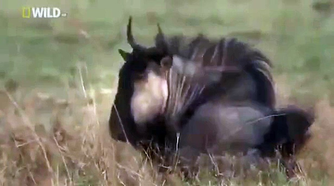 Discovery Channel :Program Of Animal Plant Full HD Video