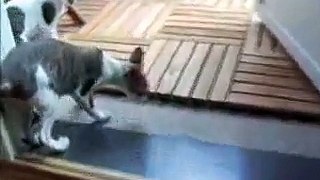 Cornish Rex Cats Plays & FIGHTS