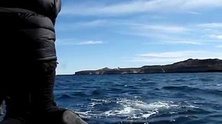 ballenas puerto madryn