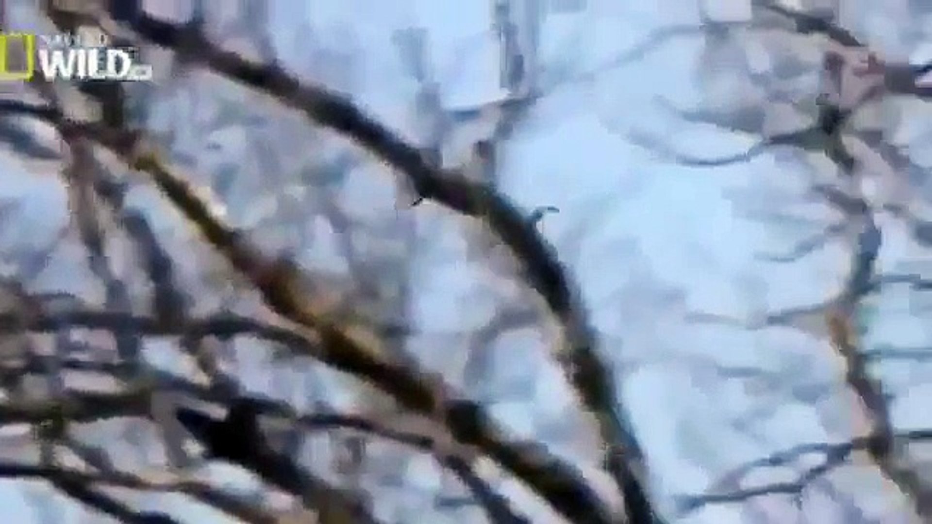 [Animal Documentary] American Eagle Documentary- Part 1 - NEW  2014 Full documentary