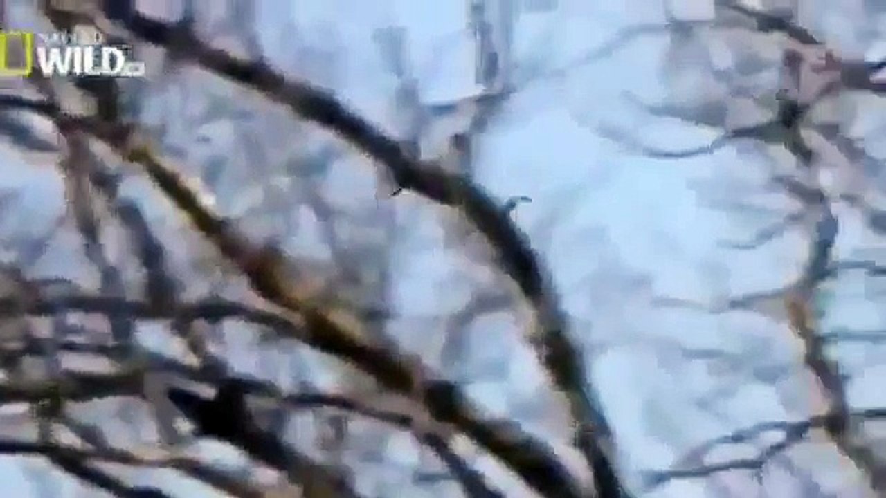 [Animal Documentary] American Eagle Documentary- Part 1 - NEW  2014 Full documentary