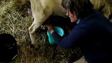 Udder relief!
