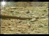 Pássaro papaleguas fugindo de uma cobra e tentando pegar um lagarto