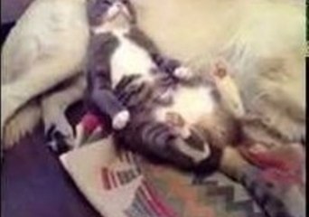 Dog Assumes Role of Pillow for Relaxing Cat