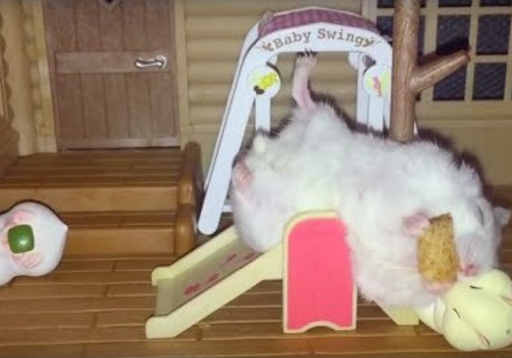 Tiny Hamsters Love Nibbles