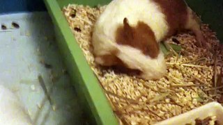 guinea pig sleeping.MOV