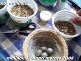 ( 6 ) malinois & canari moroco 2008 & hossen khwadir
