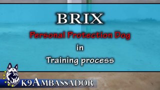Personal Protection Dog - Brix / K9 Ambassador