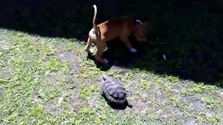 tortuga ataca a pitbull