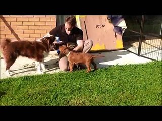 Introducing your puppy to your cats.