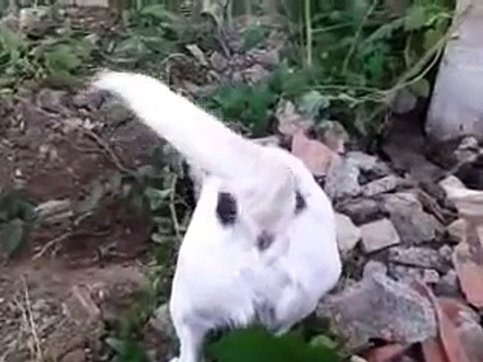 Jack Russell digging