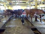 Cmm's Soe 1,5 år lär sig att mota ut kor ur lagårn.wmv