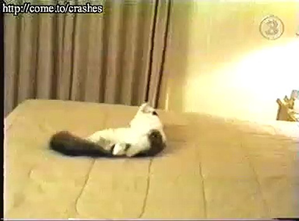 funny video cat gets scared and jumps into wall