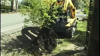 Star Hill JAWZ - Brush, Tree & Invasive Plant Removal