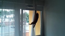 Katze schleicht sich durchs gekippte Fenster auf dem Balkon - crazy cat