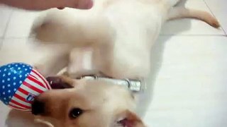 Labrador Retriever puppy playing