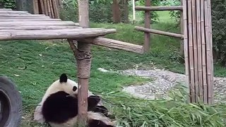 Panda Watching