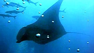 Manta Ray in Phiket