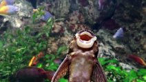 Crazy Fishes Sing In Fish Bank And It Is Hilarious